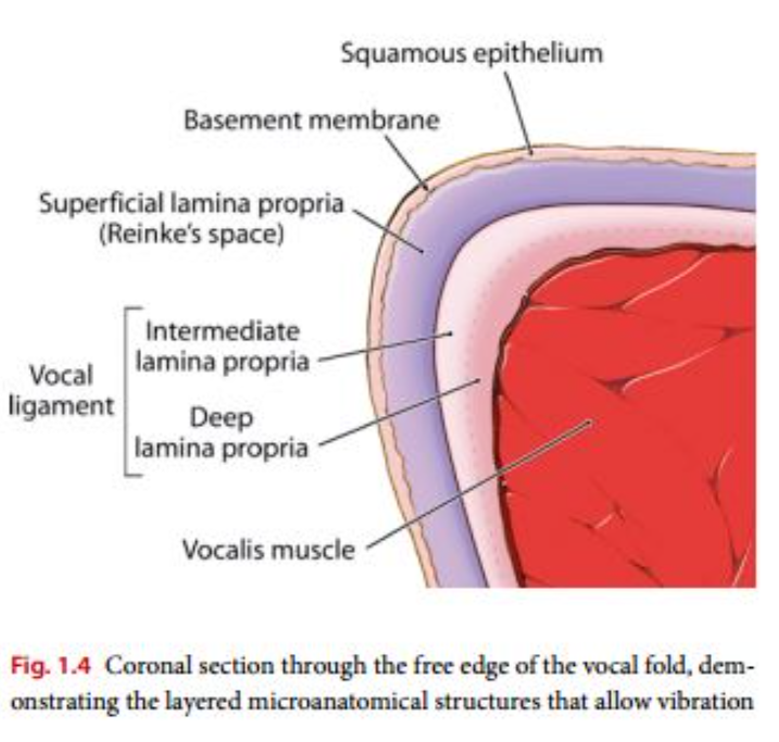This image is pulled from Springer online: Operative Techniques in Laryngology